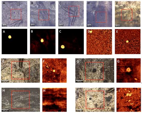 Accumulation of Spherical Microplastics in Earthworms Tissues-Mapping ...