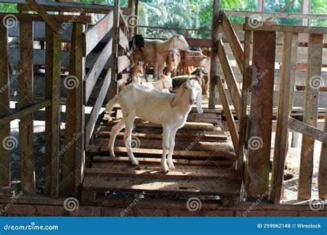 Cabra Branca Esfola Com O Resto Das Cabras Numa Ponte De Madeira Num Dia Ensolarado Foto de ...