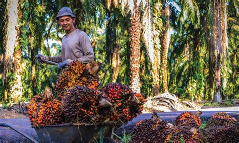 Palm Oil – Outlook 2021 | Global Oil & Fats Business Online ...