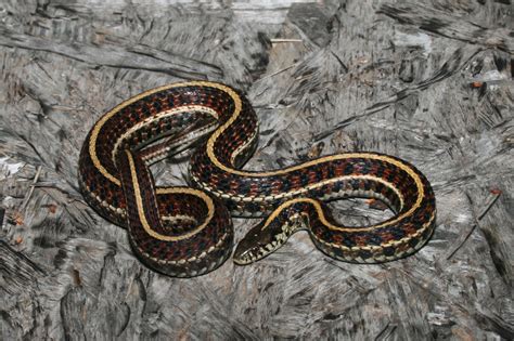 Plains Garter Snake (Thamnophis radix) - Reptiles and Amphibians of Iowa