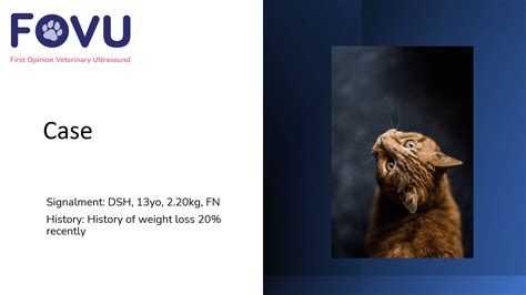 Feline Liver Mass | Clarius
