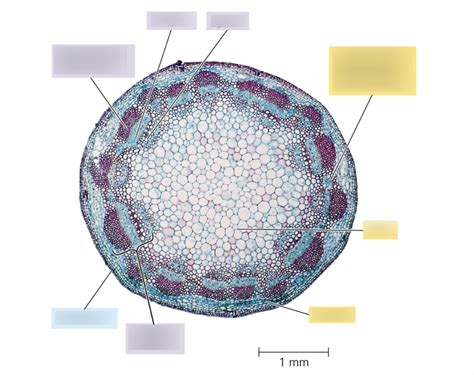 Diagram of Eudicot stems Diagram | Quizlet