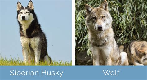 Husky vs. Wolf: What's the Difference? Are They Related? | Hepper Pet ...