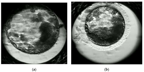 Comparison of the Morphology and Developmental Potential of Oocytes ...