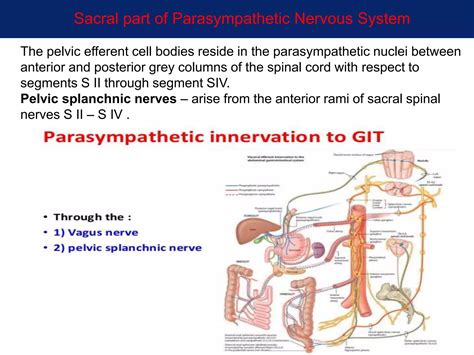The parasympathetic nervous system | PPT