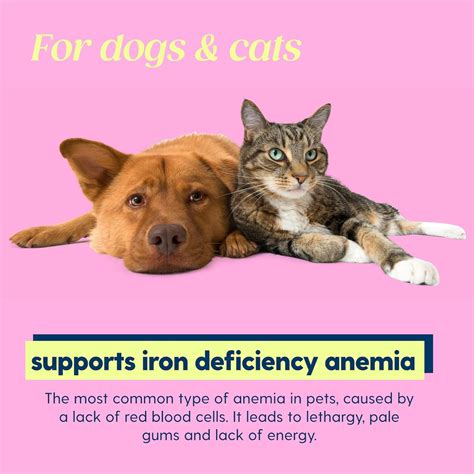 Nutritious Diet Solutions: Best Foods To Combat Anemia In Dogs | Riosc