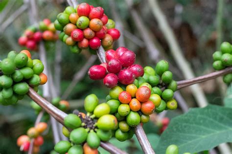 Amazing Coffee Facts - Various types of coffee plants - depotopic.com