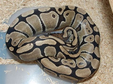 Normal Ball Python 的图像结果