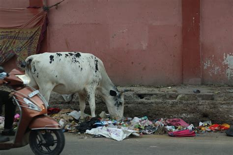 Urban Waste and Its Effects on Animals - Earth.Org Kids