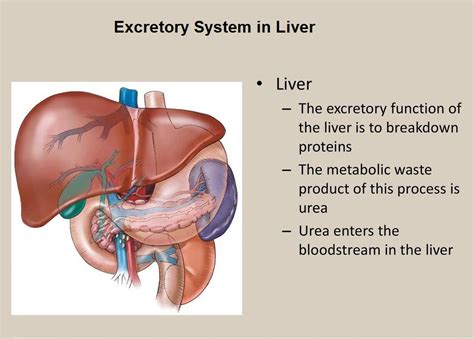 Image result for Liver Function Fuites