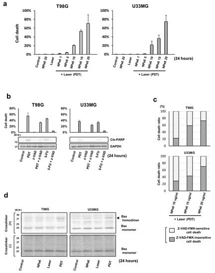 Enhanced Malignant Phenotypes of Glioblastoma Cells Surviving NPe6 ...
