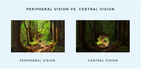 Image result for Peripheral Vision Field of View