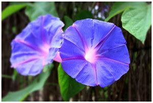 CEYA IPOMEA FLOWER Seed Price in India - Buy CEYA IPOMEA FLOWER Seed ...