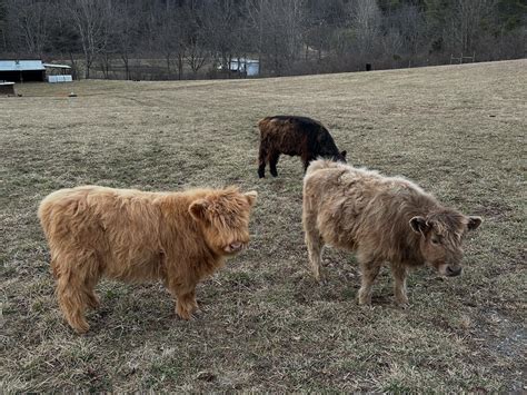 Udderly Adorable Farm | They love this colder weather! ️🐮. And we got our sign up! | Instagram
