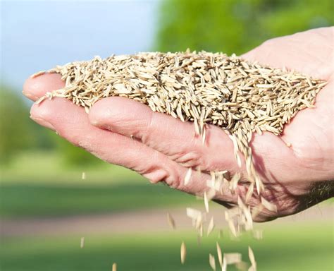 What Grass Seed Grows Best In Florida | Storables