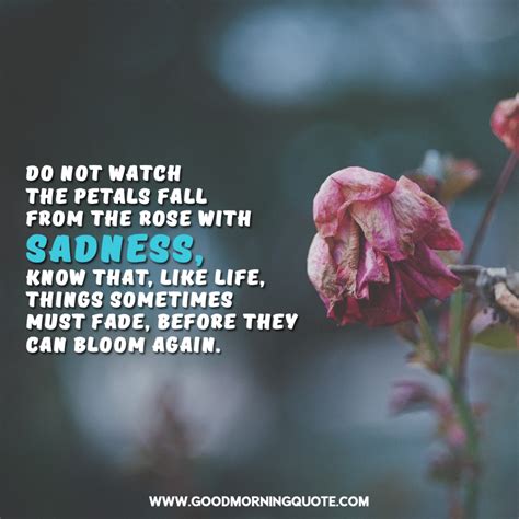 Inspiring and Beautiful Rose Quotes With Images - Good Morning Quotes