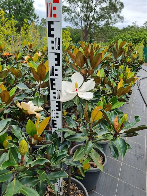 Magnolia grandiflora 'Little Gem' - Delivertree
