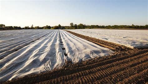 Image result for Soil Solarization Methods