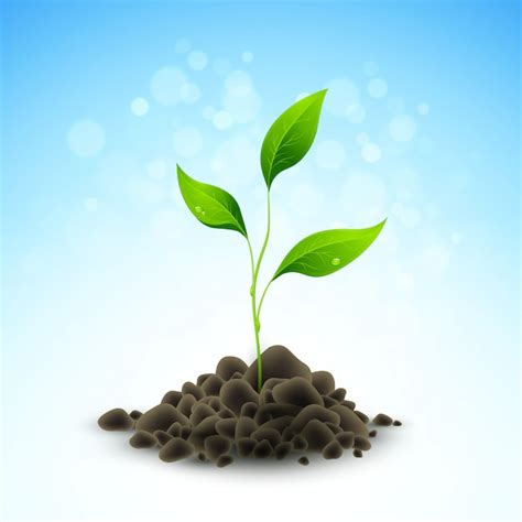 Rezultat imagine pentru Sapling Animation