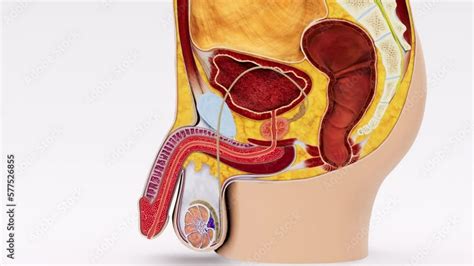 Image result for Male Reproductive System Animation