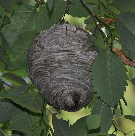 Hornet Vs Wasp Nest