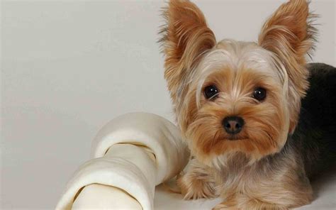 Meet the breed: Yorkshire Terrier