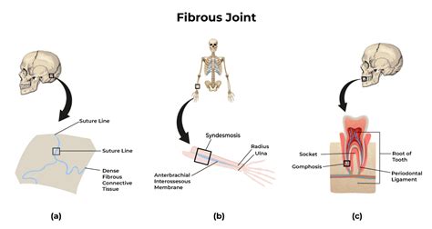 Three Types of Structural Classifications of Joints 的图像结果