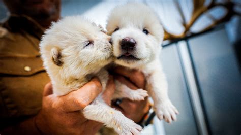 Dire wolves have been brought back from extinction. What does this mean ...