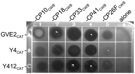 Thermophile Lytic Enzyme Fusion Proteins that Target Clostridium ...