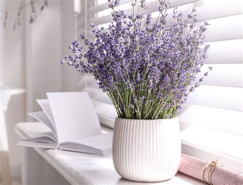 When Do Coneflowers Bloom?