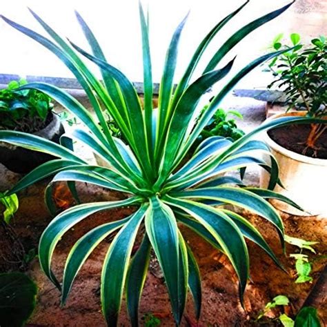 UGALOO® Live Plants Nursery Garden Agave americana, Century Plant ...
