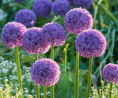 Best squirrel-repellent plants: 7 options | Homes and Gardens