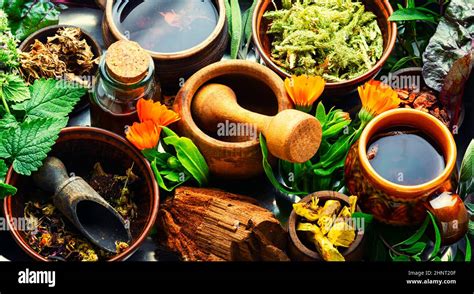 Plants for Medicine 的图像结果