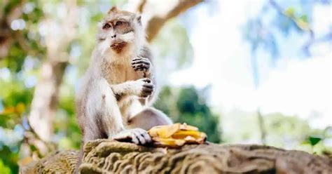 Primate Behavior 的图像结果