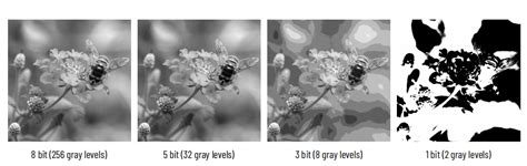 Microscopy Bit Depth 的图像结果