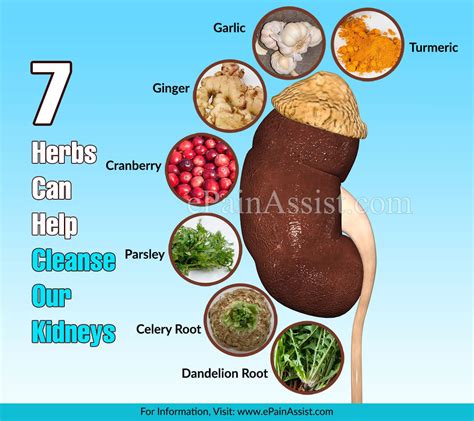 These 7 Herbs Can Help Cleanse Our Kidneys