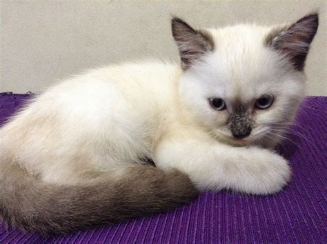 #PersianSiamese Cats