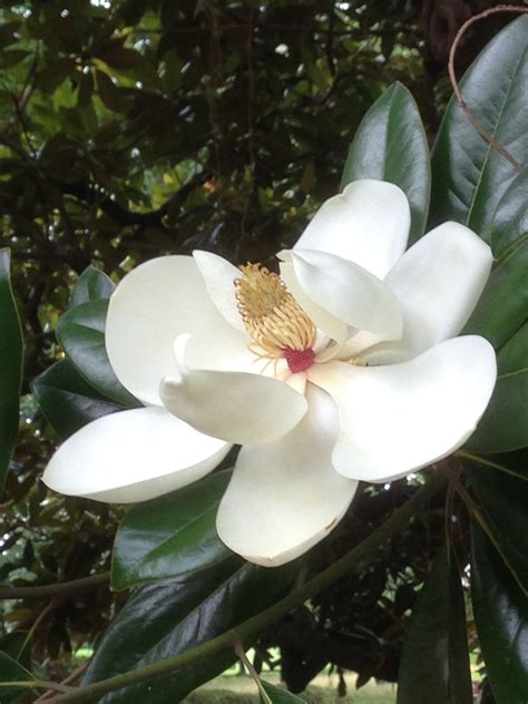 Magnolia Grandiflora。タイサンボク 泰山木。2018.6.27 新宿御苑。北米原産 常緑高木 白 大輪。春先から続いた ...