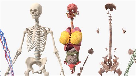 3D model Female Body Anatomy without Muscles | 3D Molier International