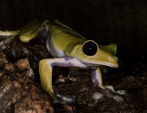 Image result for Pink Tree Frog