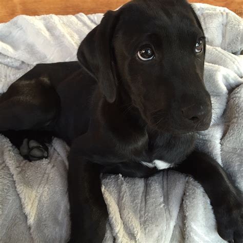 Ridgeback Black Lab Mix