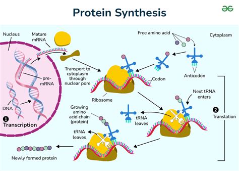 Image result for Protein Synthesis Overview Diagram