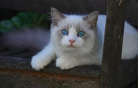 Wallpaper cat, look, muzzle, kitty, blue eyes, Ragdoll for mobile and ...