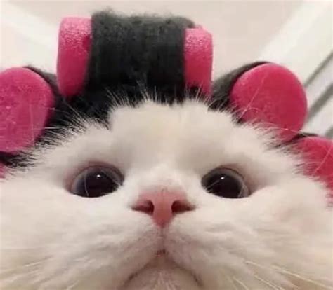 女生头像可爱搞怪 女生头像可爱搞怪动物 | 犀牛图片网