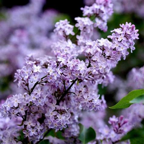 Lilac flower meaning, origins, and other interesting facts