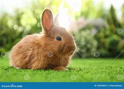 Image result for Fluffy Bunny Head