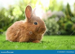 Image result for Grey and White Fluffy Bunny