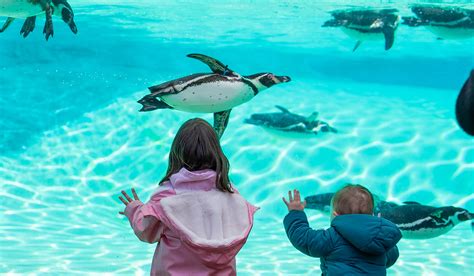 Why Chester Zoo is a must-visit | The Northern Guide