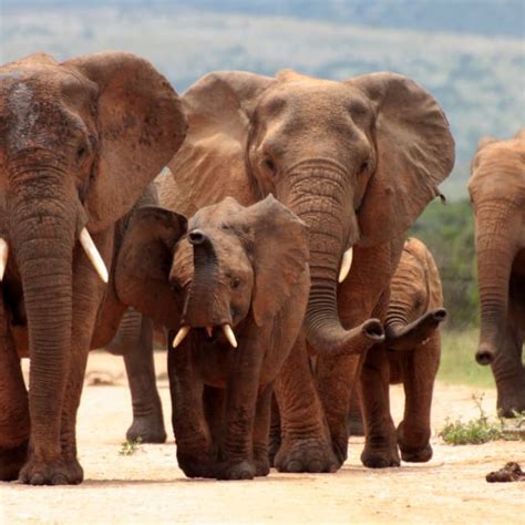 Bangladeshs critically endangered Asian elephants get court protection