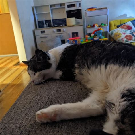 Soft Kitty, Warm Kitty, Little Ball of Fur. Happy Kitty, Sleepy Kitty ...